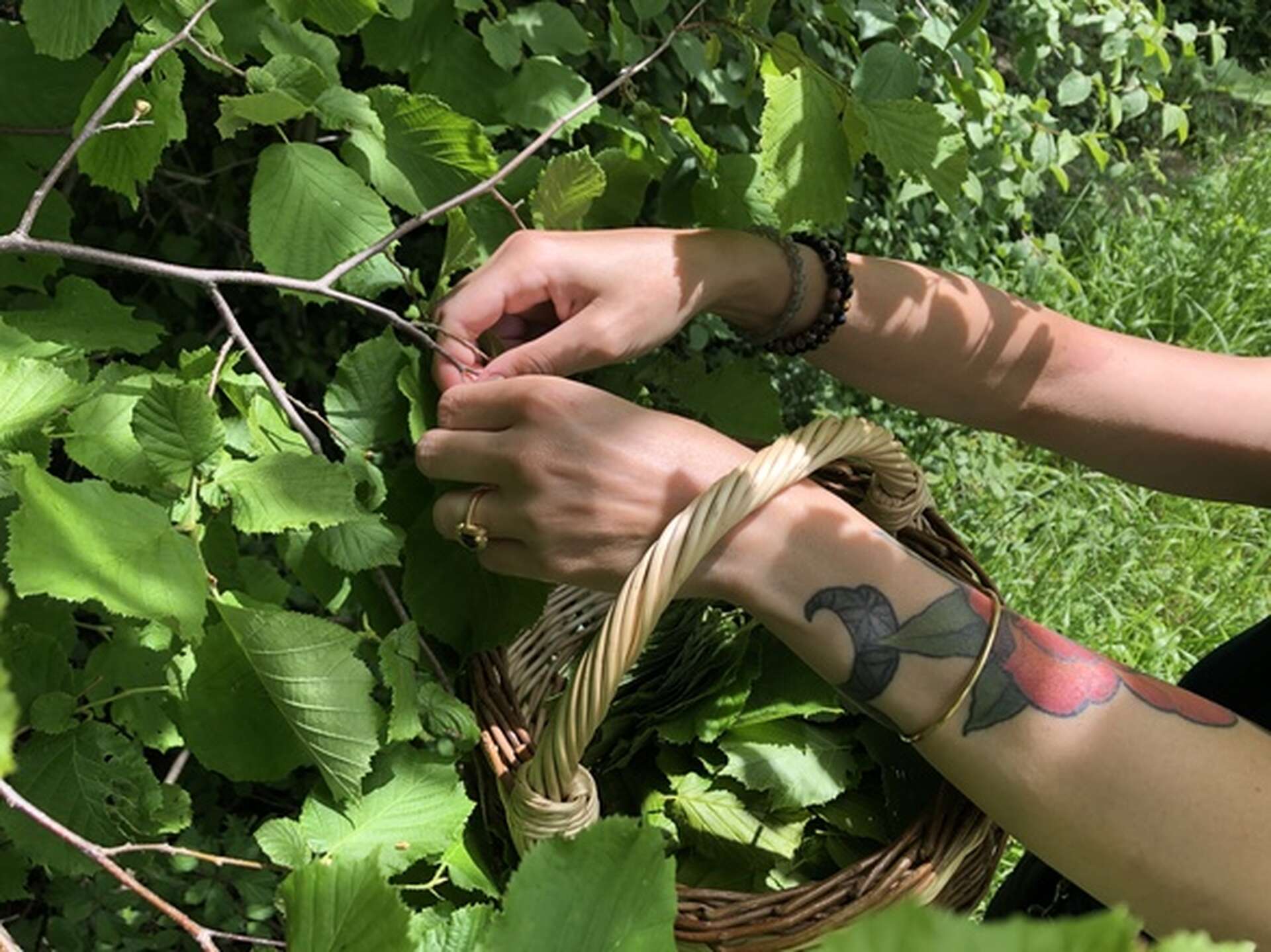 Cueillette de feuilles de noisetier © Aluna Cueillette