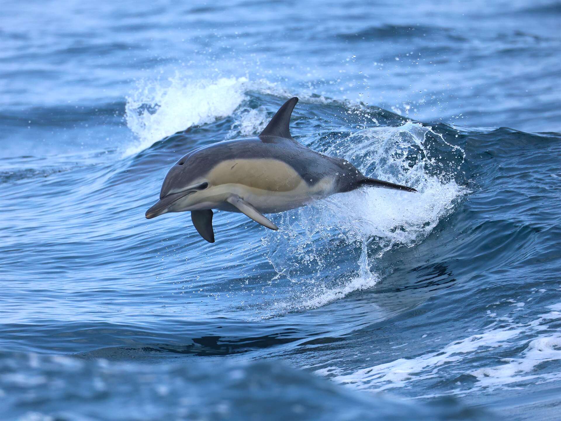 Dauphin commun en mer – Bretagne