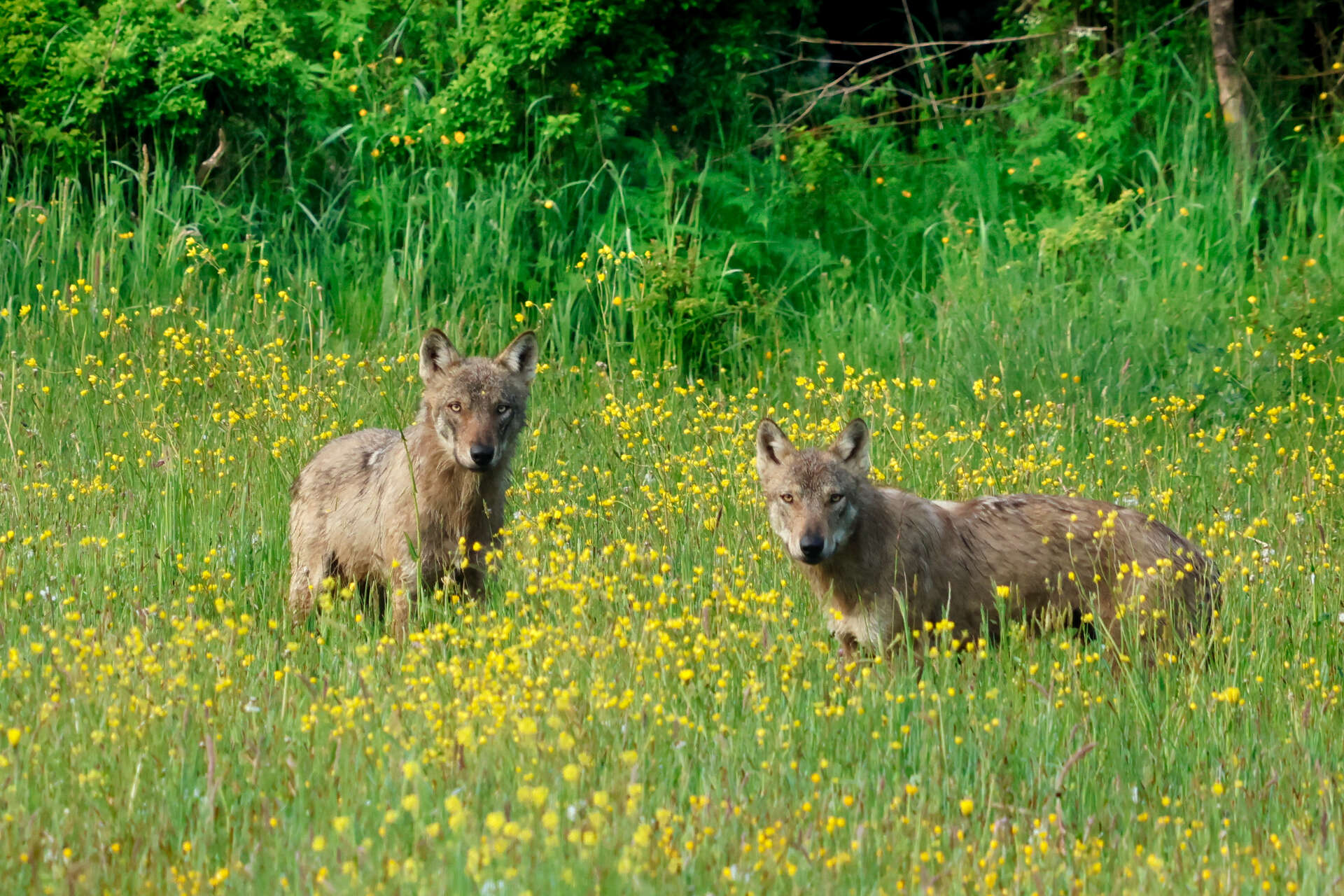 Deux jeunes loups évoluant dans une prairie fleurie des Abruzzes
