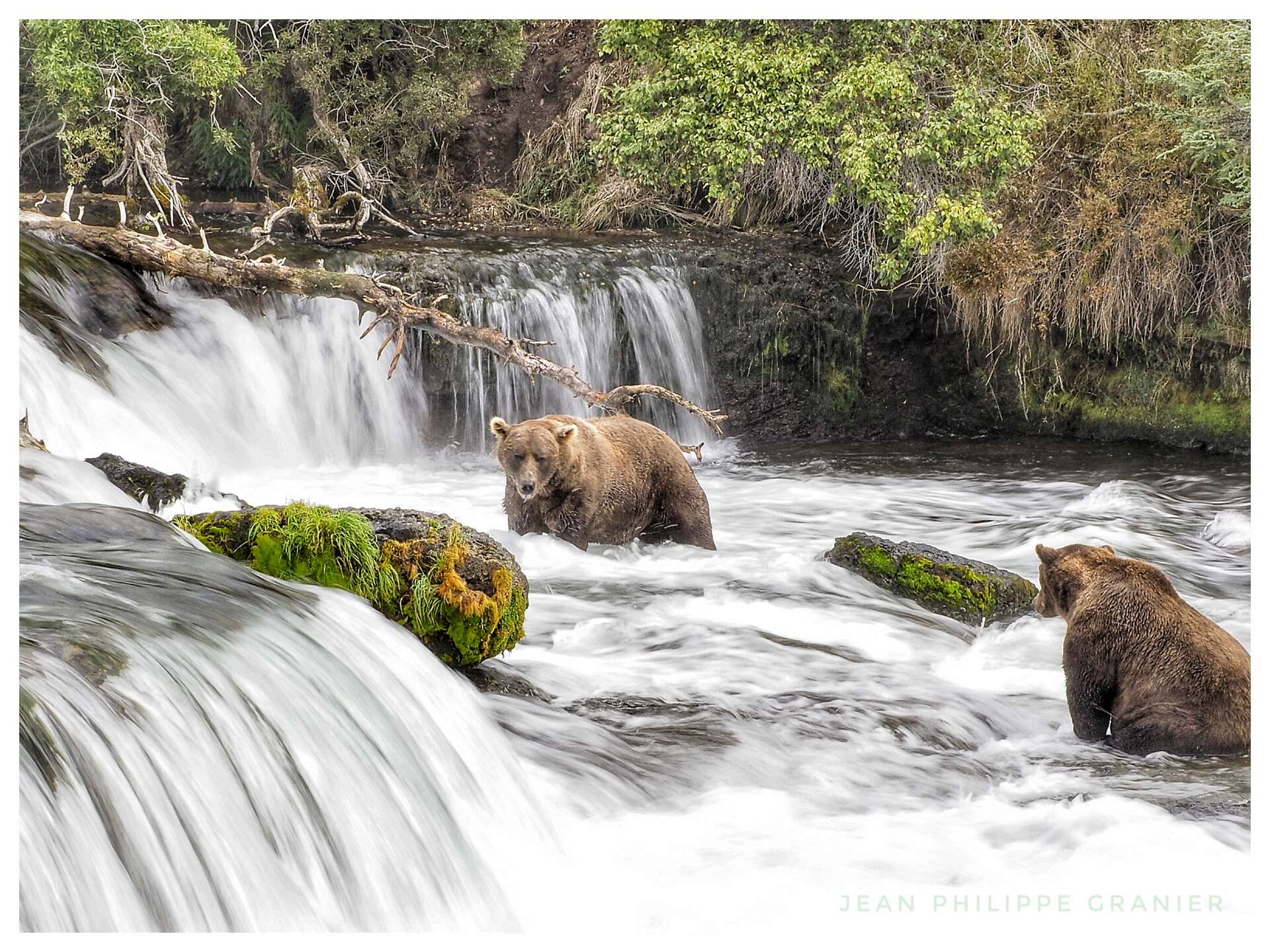 Deux ours bruns pêchent le saumon en Alaska
