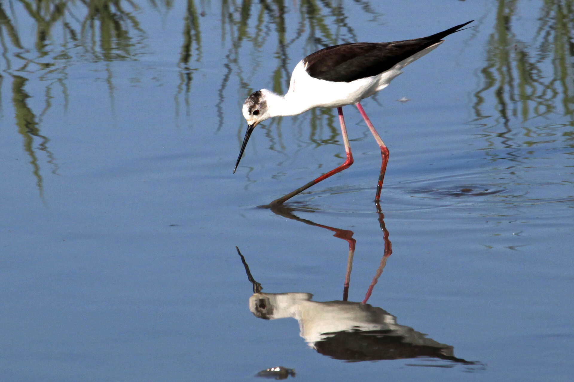 Échasse blanche fouillant les eaux peu profondes à la recherche de proies.