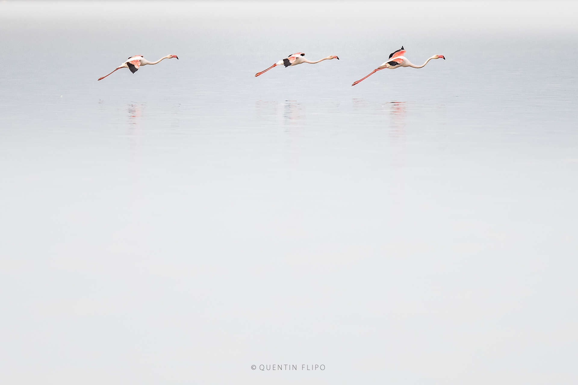 Flamants roses en vol – lagunes de Camargue