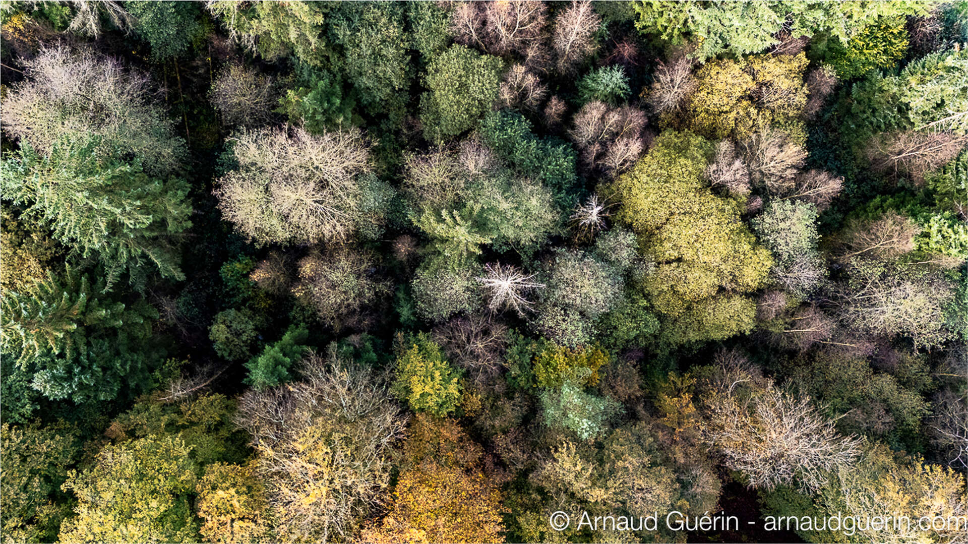 Forêt des Andaines vue aérienne en automne, massif forestier en Normandie