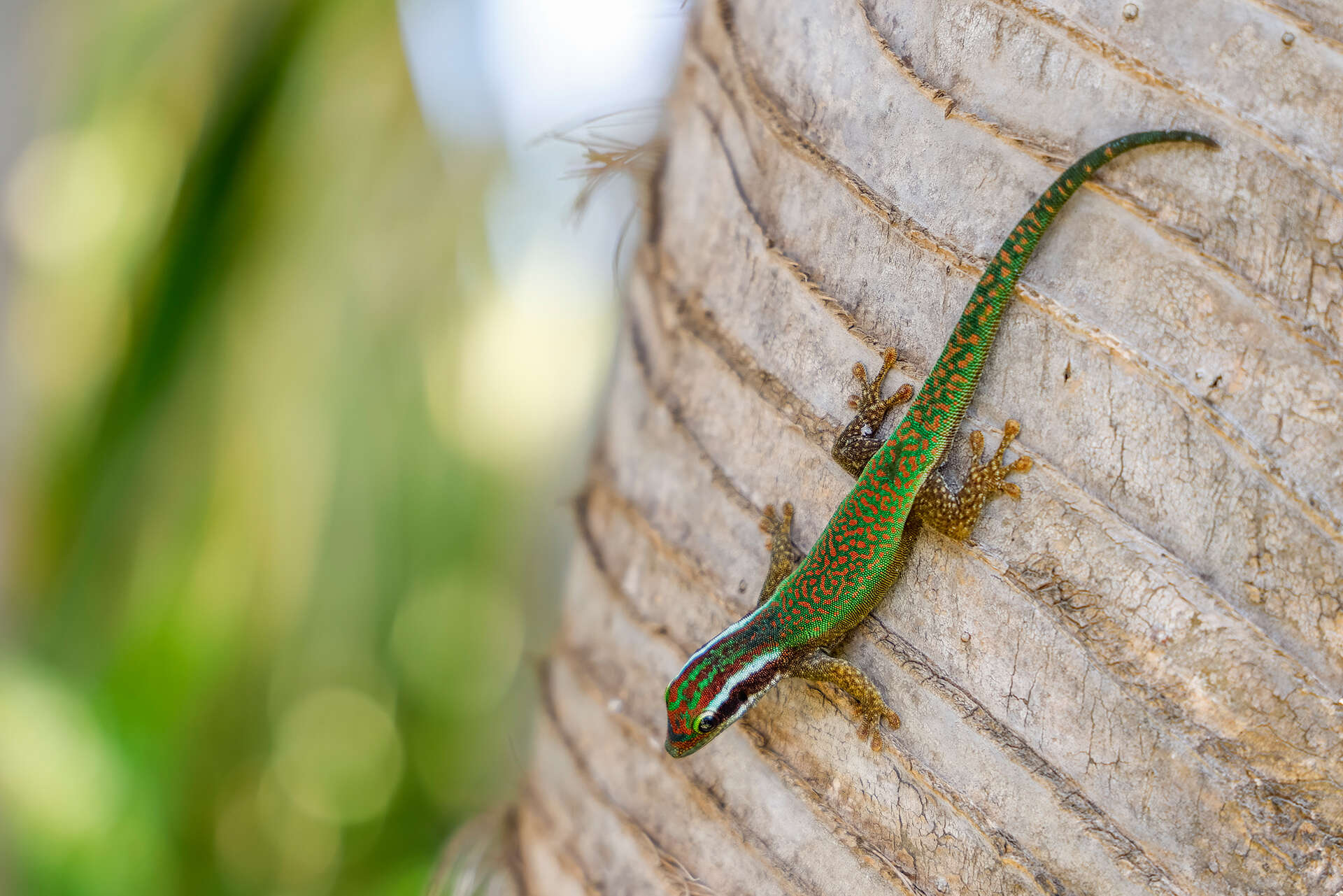 Gecko vert de Manapany sur un tronc d'arbre à la Réunion