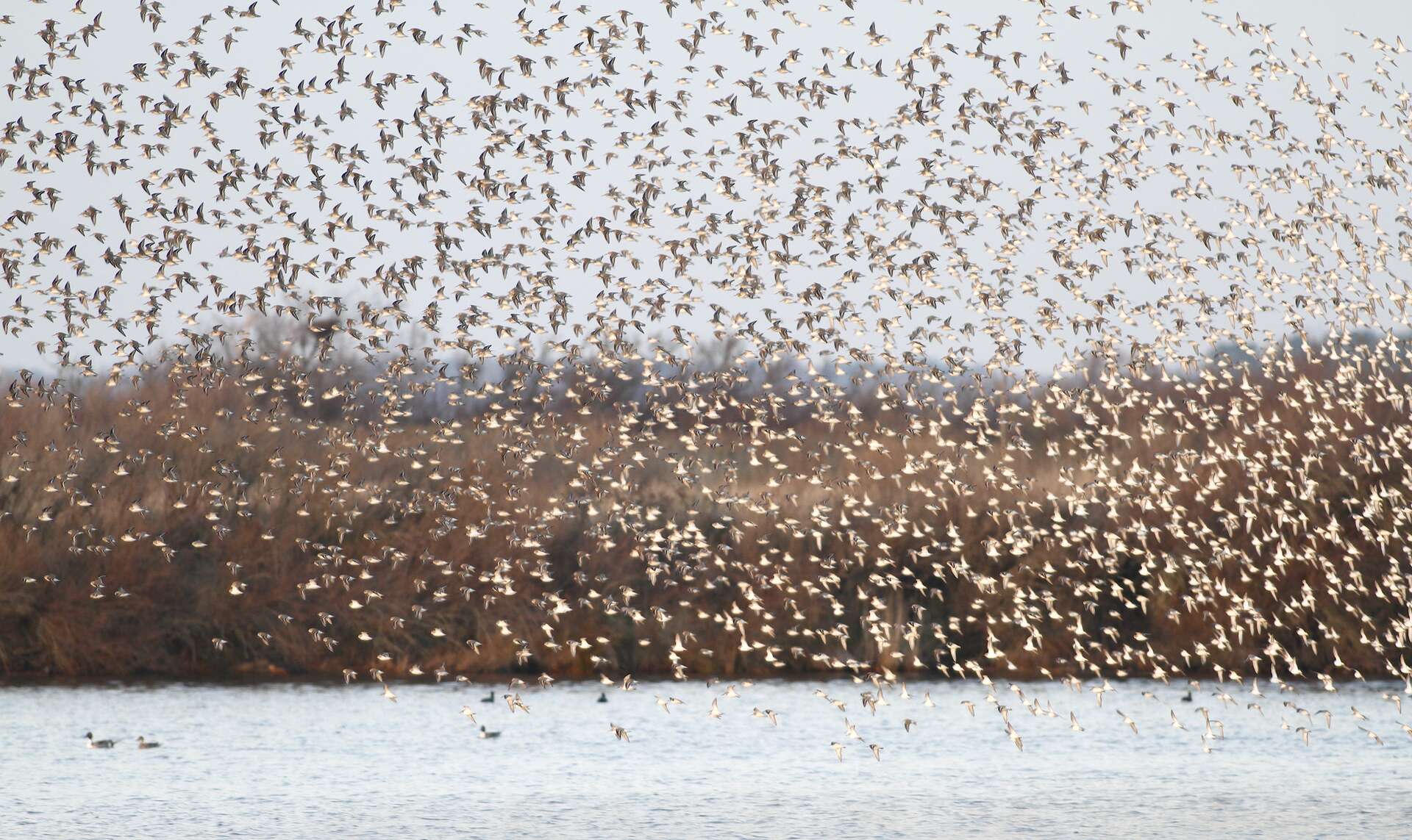 Grand vol de bécasseaux au-dessus des zones humides