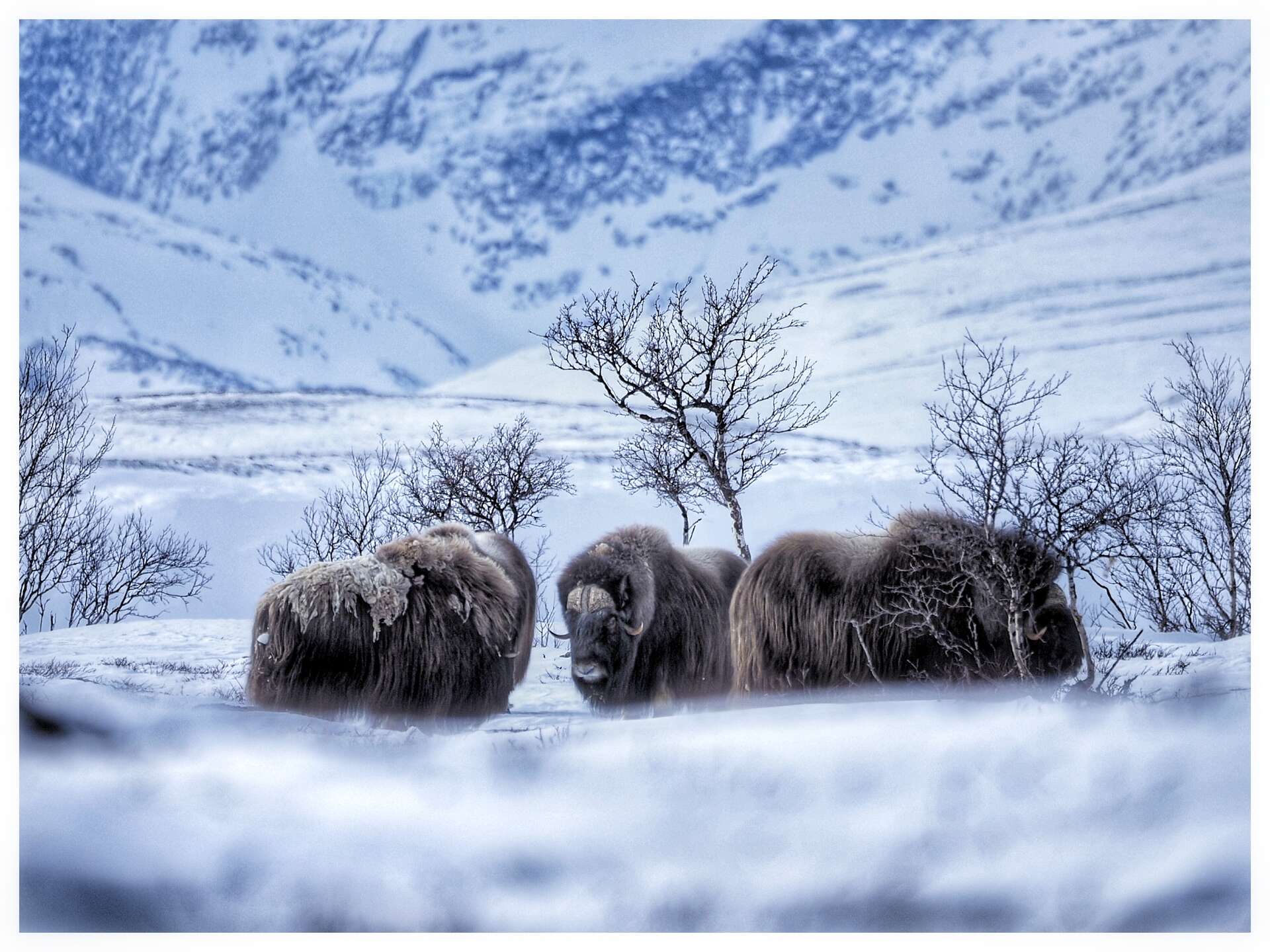 Groupe de bœufs musqués dans une vallée enneigée en Scandinavie