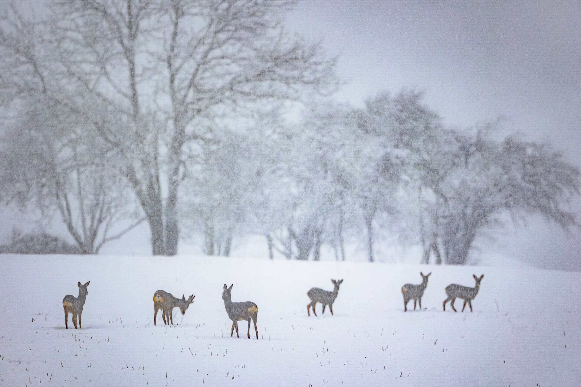 Chevreuils dans la neige © Joël Brunet groupe de chevreuils dans un champ enneigé, ambiance hivernale en France