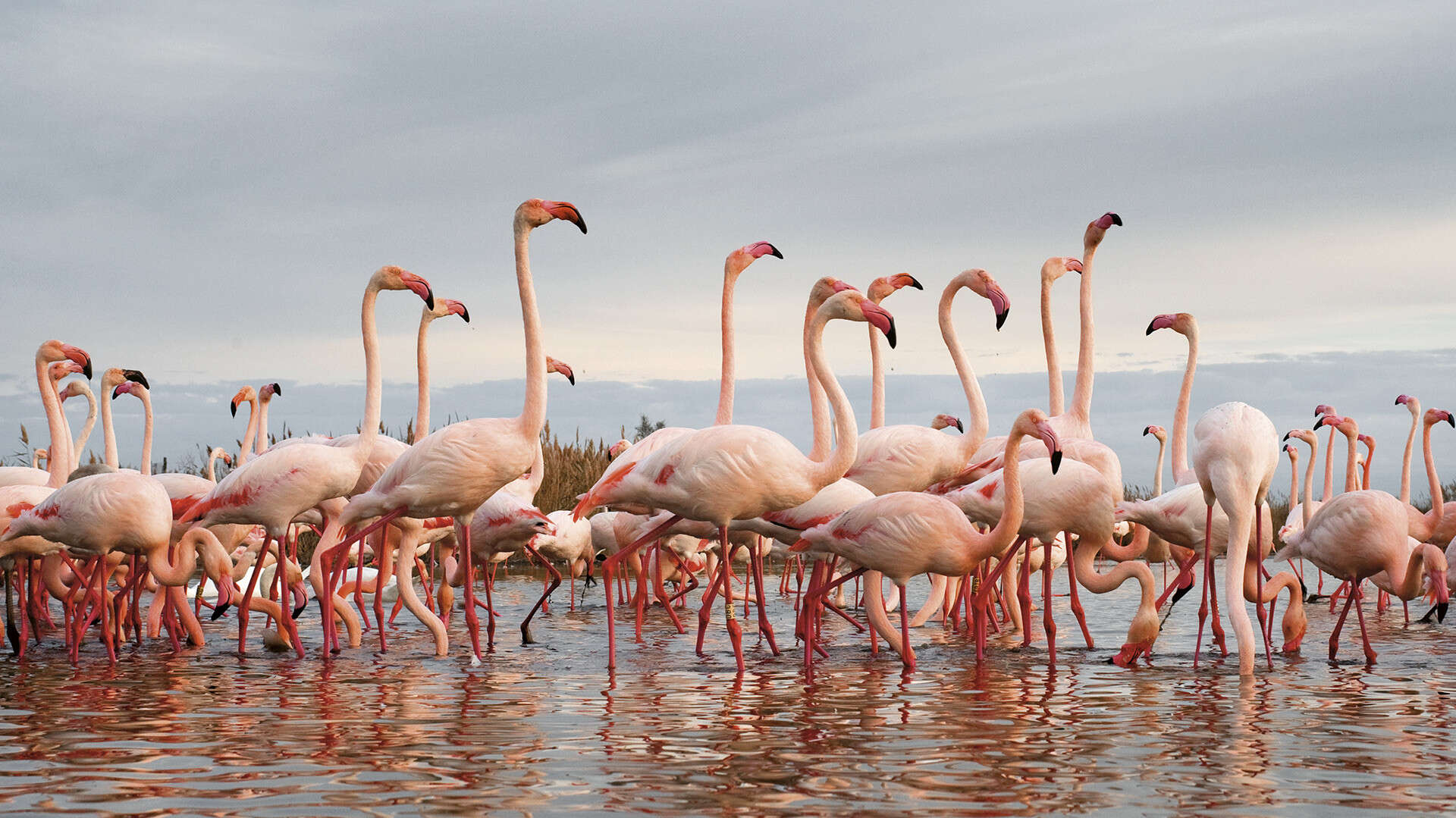 Flamant rose camargue © Vezon Thierry Groupe de flamants roses