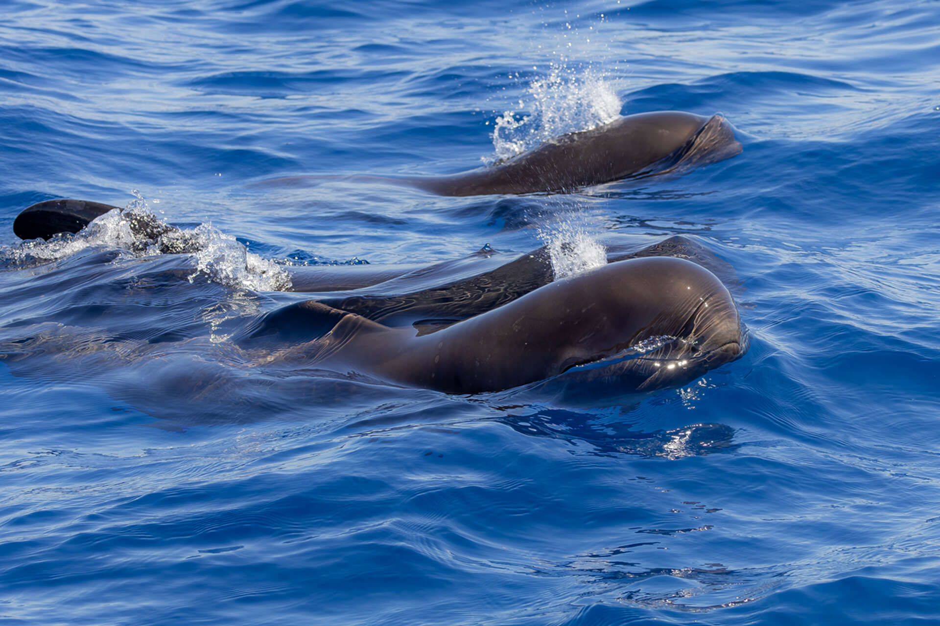 groupe de globicéphales en Méditerranée – observation en mer