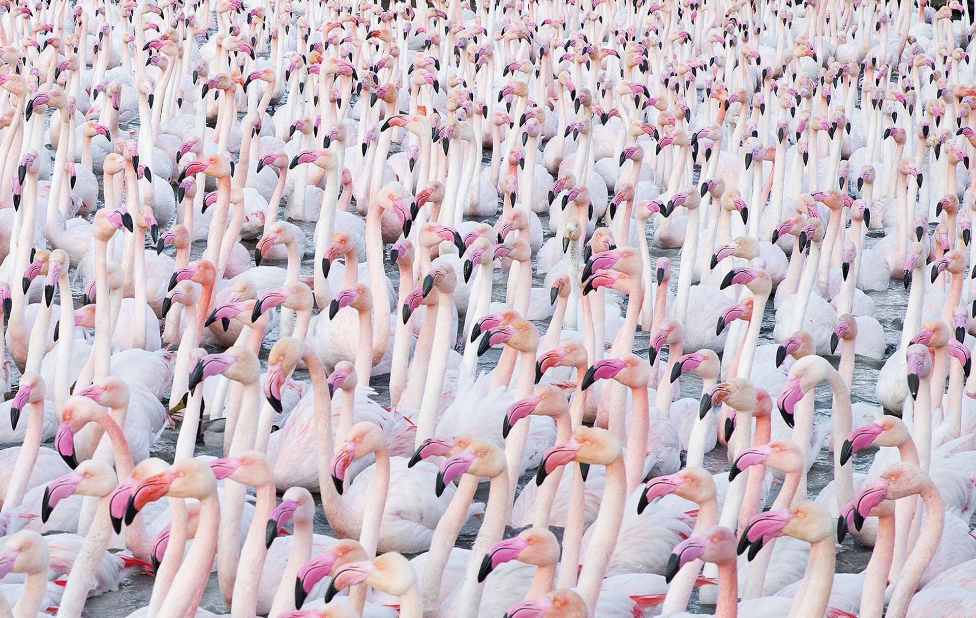 Impressionnante colonie de flamants roses réunis par centaines lors de la parade nuptiale en Camargue.