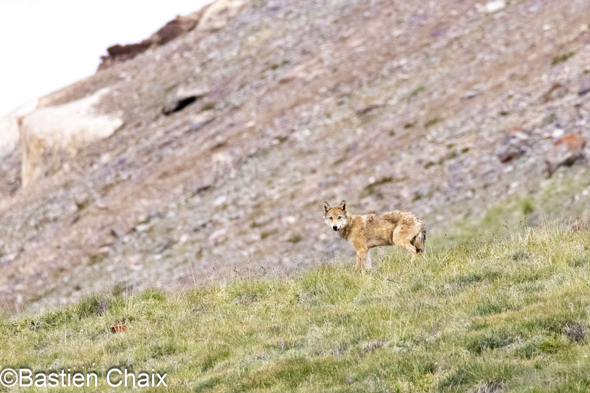 Loup du tibet (Canis lupus chanco) au Kirghizistan © Chaix Bastien Loup du tibet (Canis lupus chanco) au Kirghizistan - Voyage Amarok l'Esprit Nature