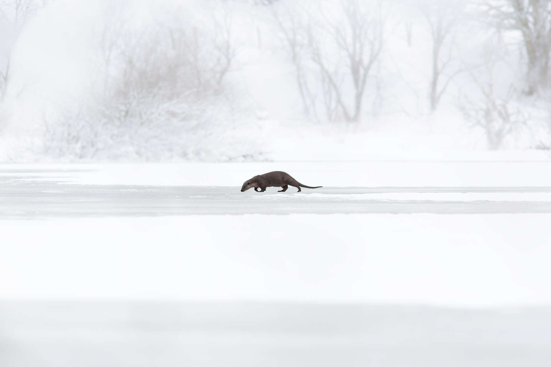Loutre d'Europe