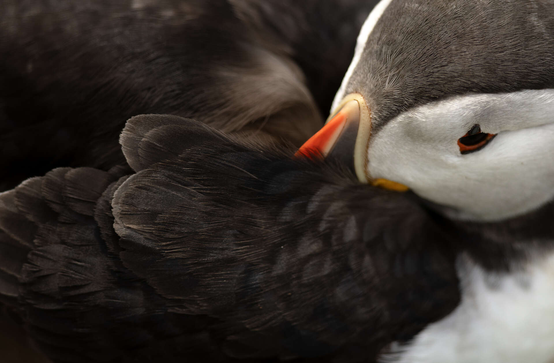Macareux moine (Fratercula arctica) au plumage noir et blanc soigneusement lissé © Echenoz Laurent Macareux moine (Fratercula arctica) au plumage noir et blanc soigneusement lissé - Photographie naturaliste prise lors d’un séjour Amarok L’Esprit Nature