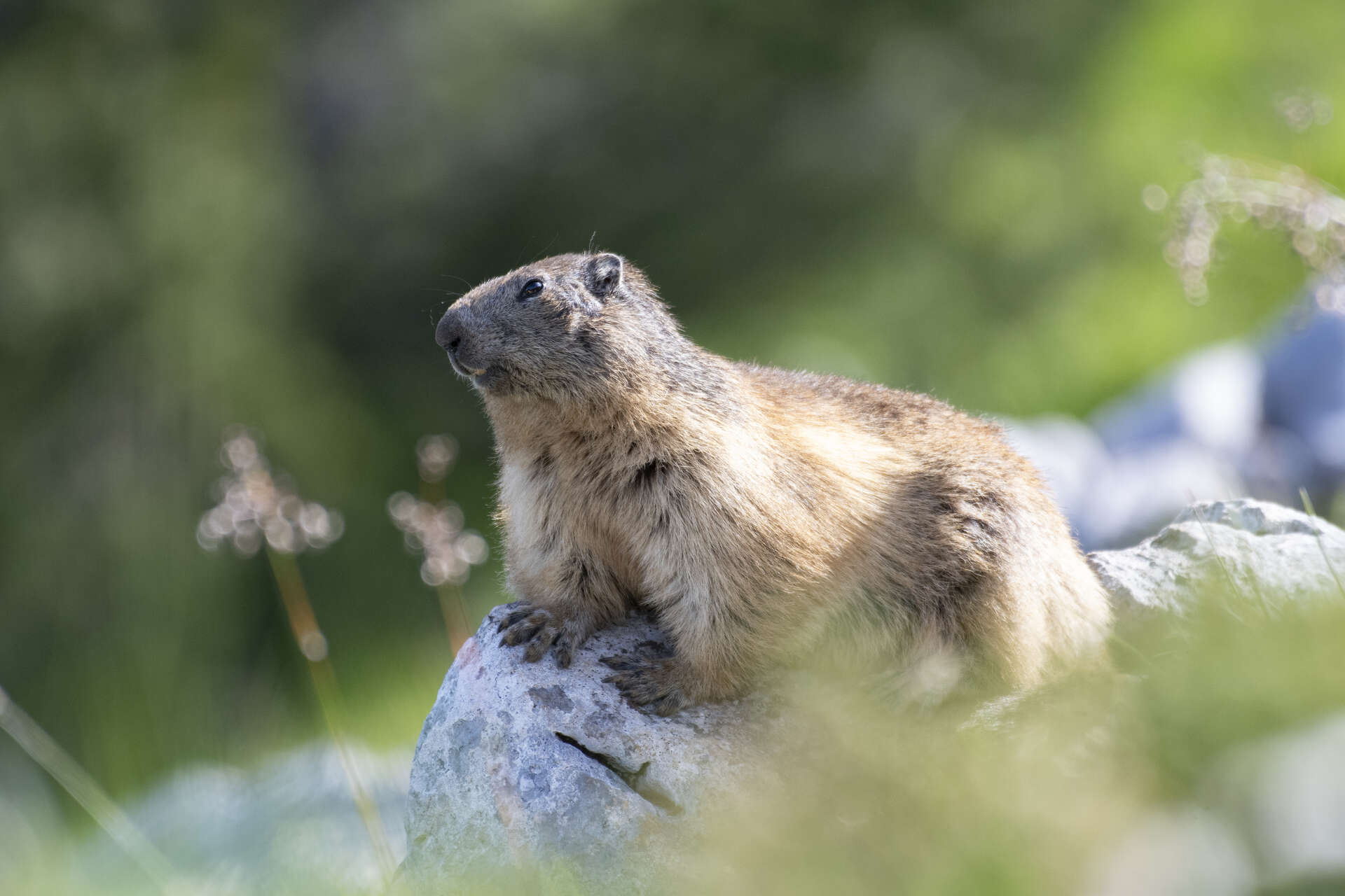 Marmotte observée au printemps dans le massif du Vercors
