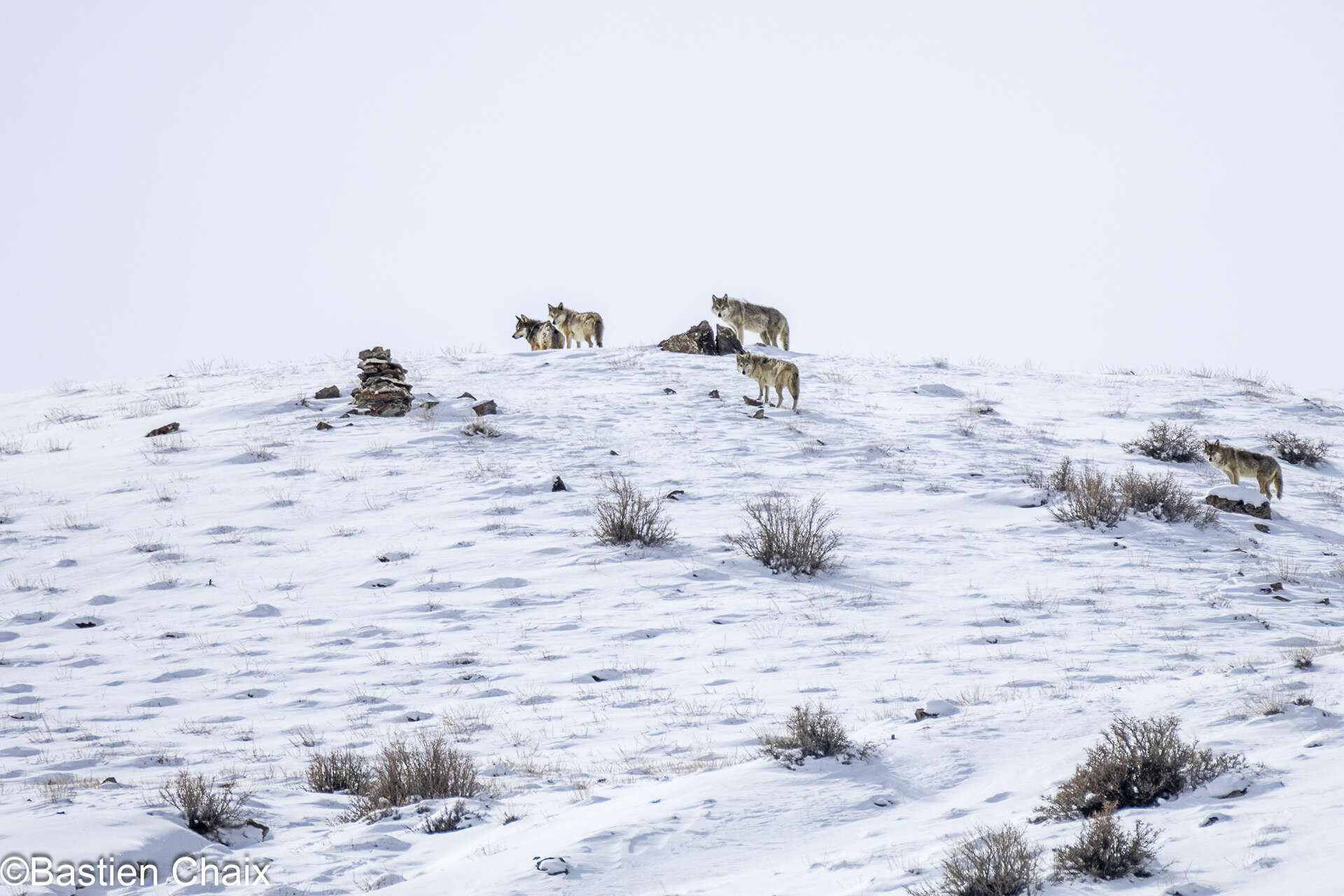 Meute de loups du Tibet observée au Ladakh lors du séjour Amarok sur les traces de la panthère des neiges