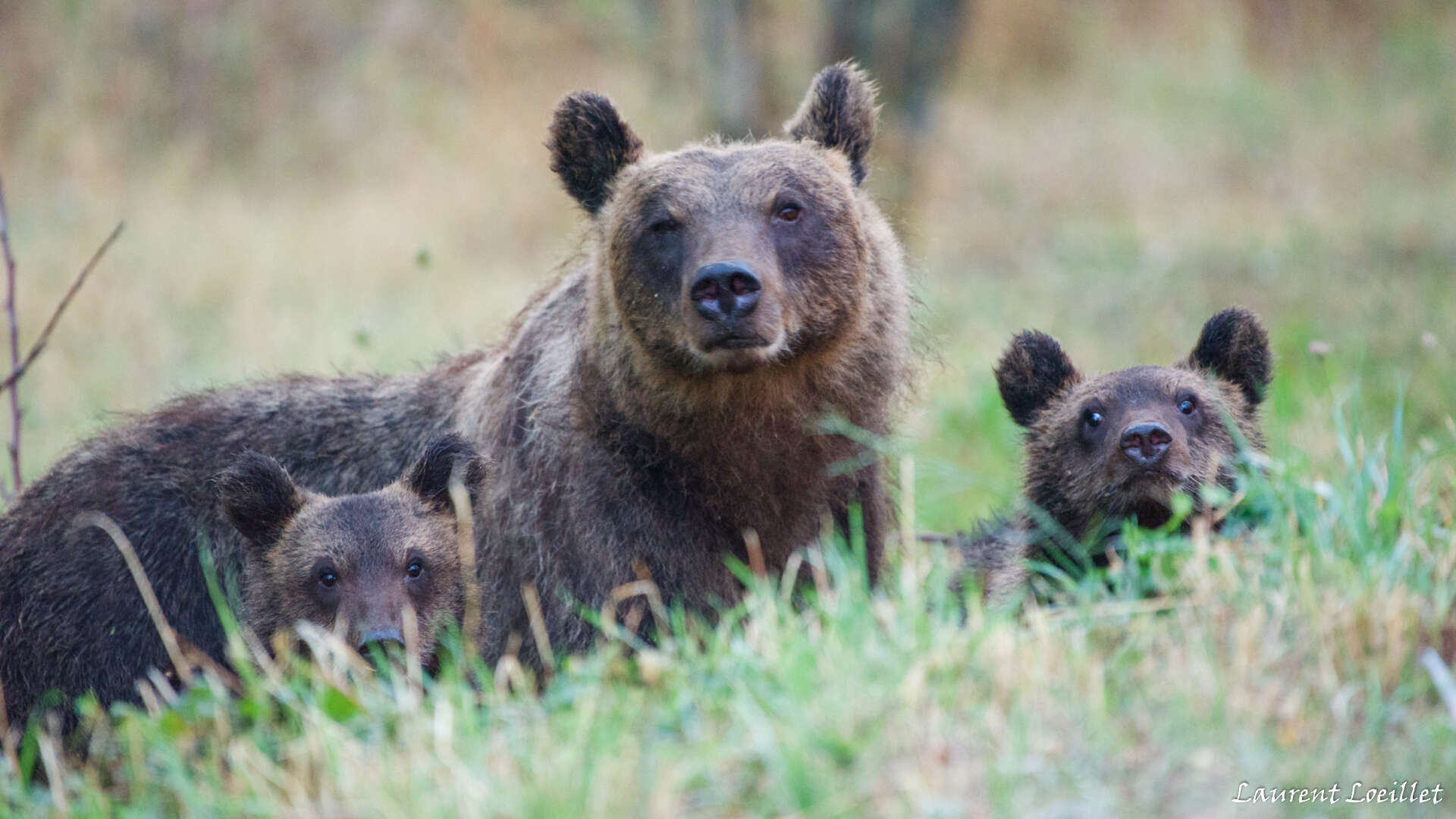 Ours marsicain des abruzzes