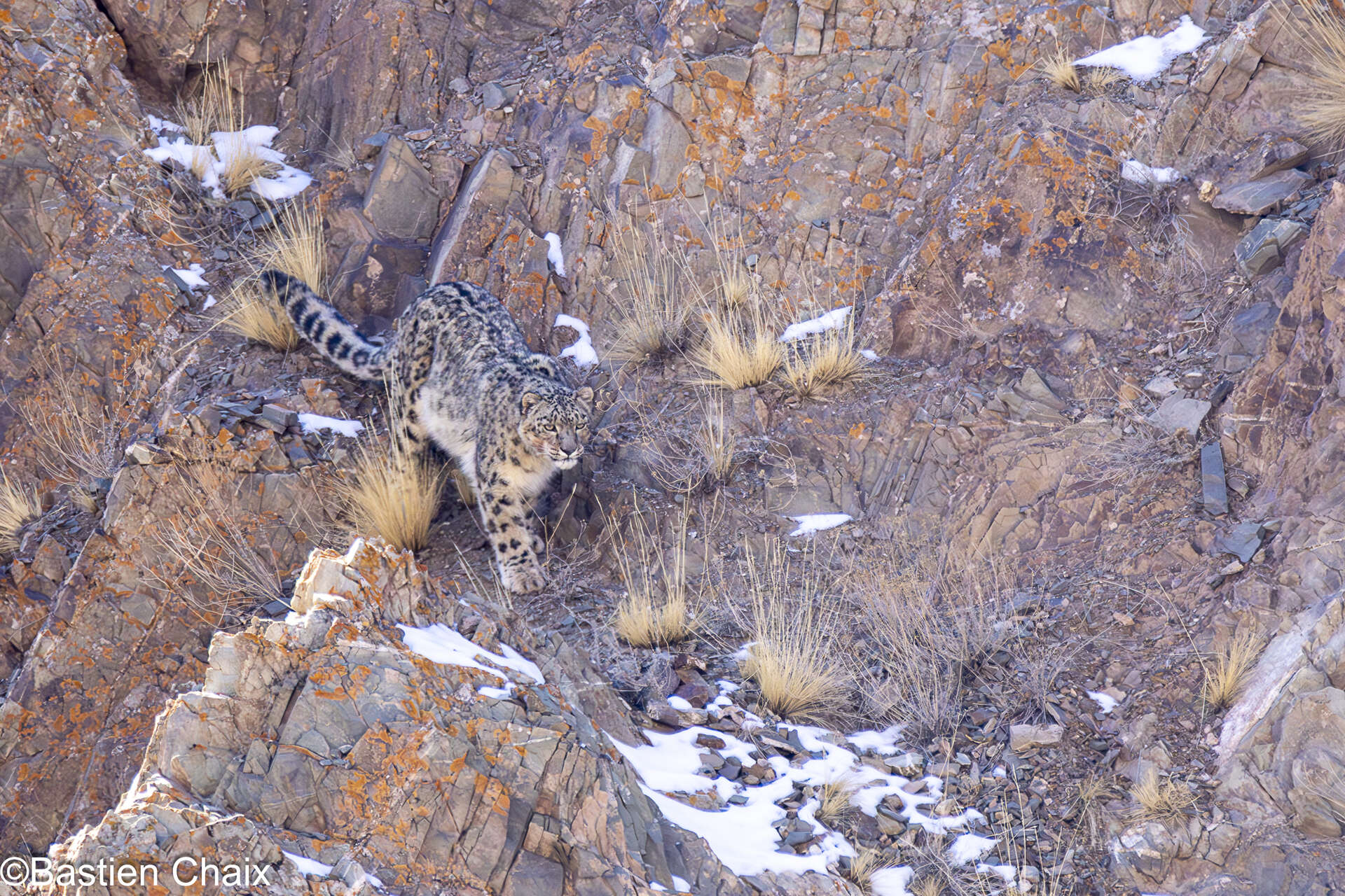 Panthère des neiges dans les falaises rocheuses du Ladakh