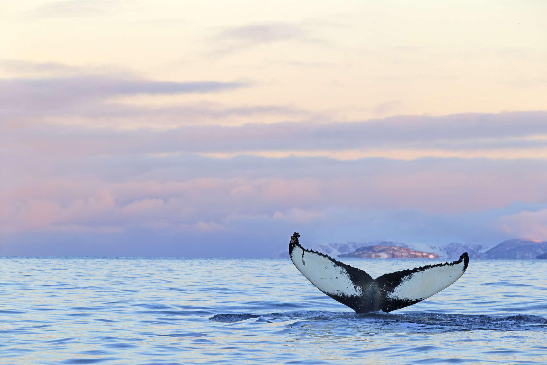 queue de baleine à bosse émergeant dans un fjord calme en Norvège au coucher du jour