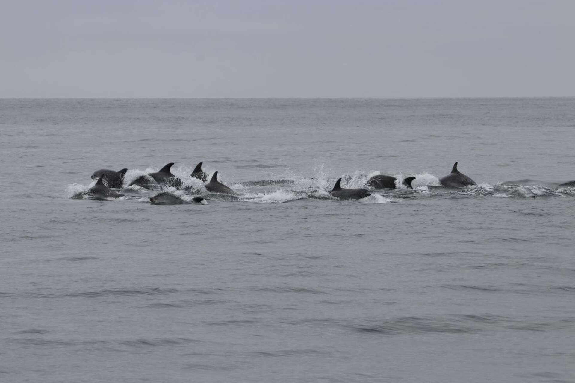 sauts de grands dauphins au large d'Hendaye - Pays Basque