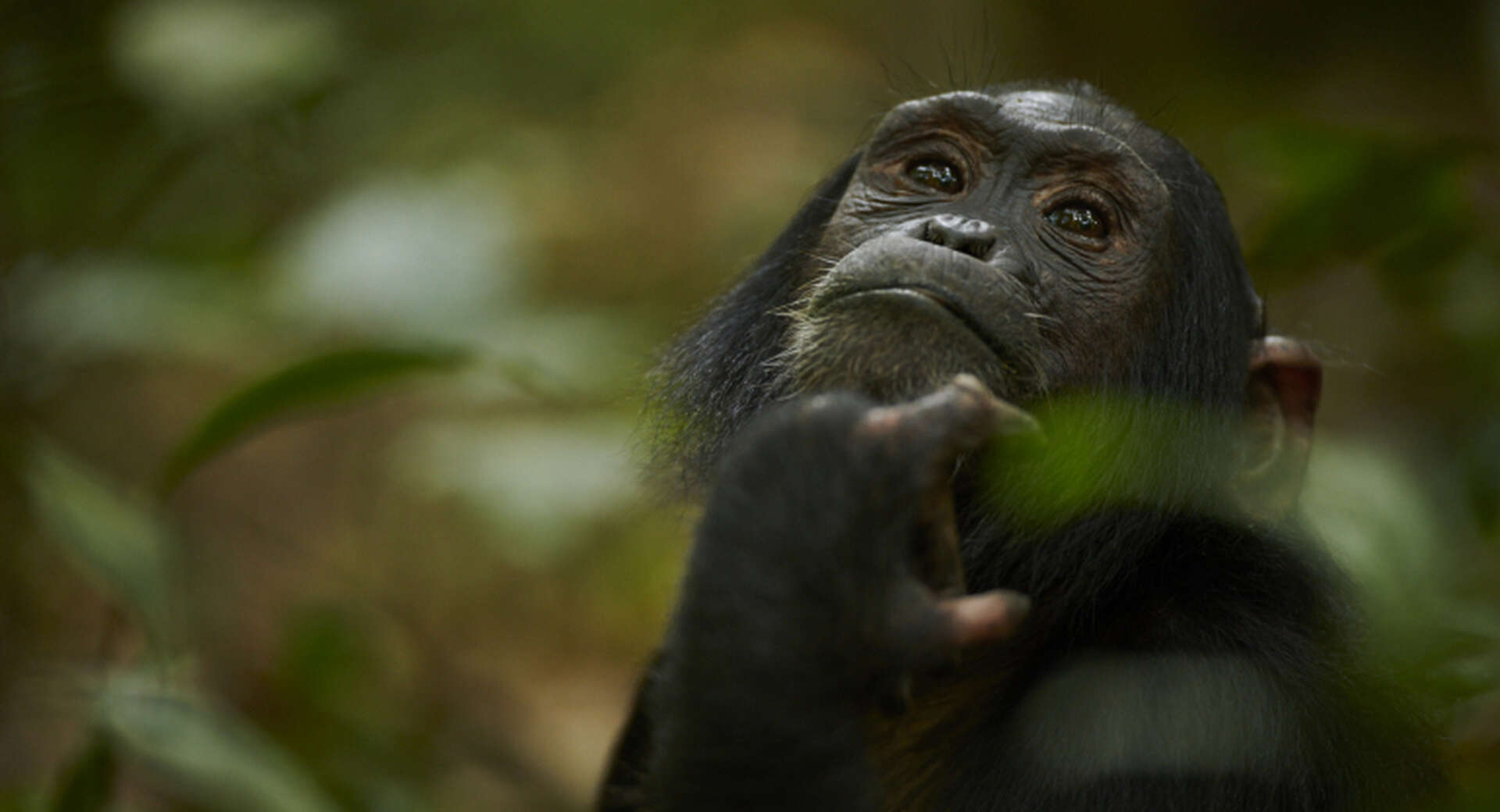 Gorilles, chimpanzés et le parc de Akagera - Voyage Ouganda, Rwanda ...