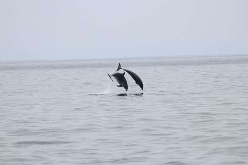 2 grands dauphins en plongeons au large du pays basque © Boudry Caroline 2 grands dauphins en plongeons au large du pays basque