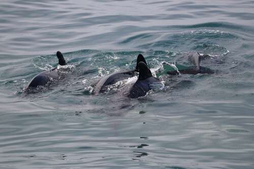 4 globicéphales au ras de l'océan, faces dorsales et ailerons visibles hors de l'eau © Boudry Caroline 4 globicéphales au ras de l'océan, faces dorsales et ailerons visibles hors de l'eau