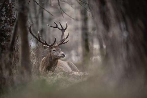 Cerf élaphe en forêt hivernale dans le parc national des Abruzzes