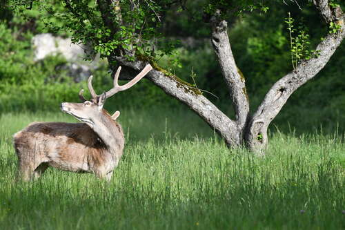 Cerf élaphe en velours au printemps dans les prairies du parc national des Abruzzes