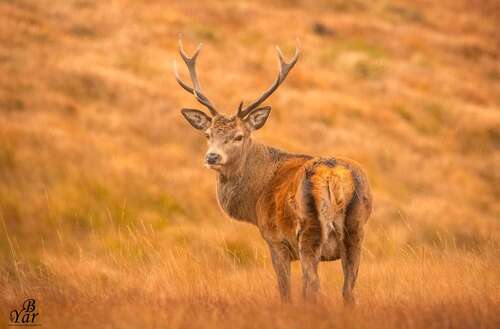 Cerf sur l'île Jura