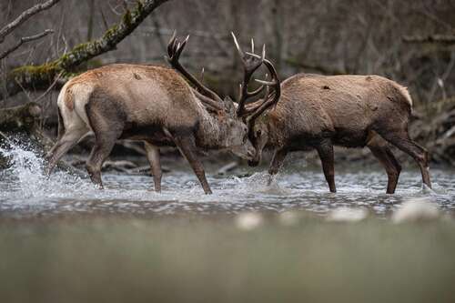 Combat de cerfs s’affrontant dans l’eau dans le parc national des Abruzzes en hiver