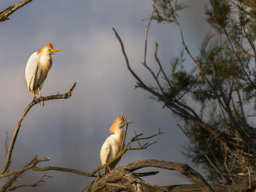 Deux hérons garde-bœufs perchés sur des branches, aux couleurs nuptiales orangées.