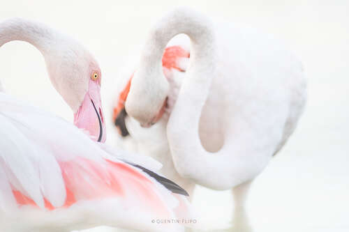 Flamants roses - portrait