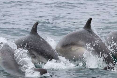 Gros plan sur le dos et ailerons de 4 grands dauphins © Boudry Caroline Gros plan sur le dos et ailerons de 4 grands dauphins