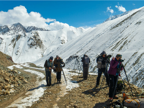Groupe qui observe la panthère des neiges au Ladakh dans la neige