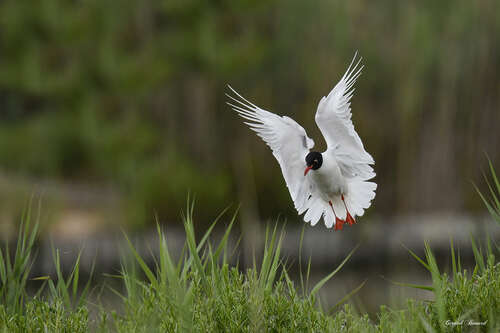 Mouette mélanocéphale en vol gracieux au-dessus des roselières camarguaises.
