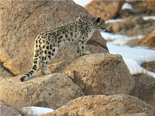 Panthère des neiges au Ladakh dans les rochers