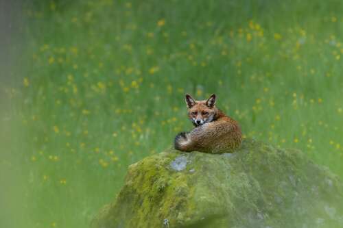 Renard roux sur son rocher