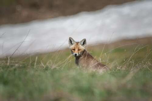 Renard