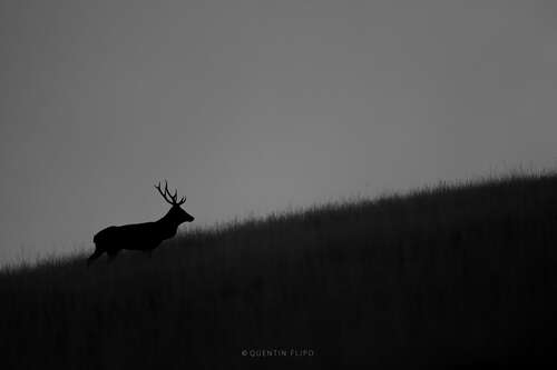 Silhouette de cerf élaphe au lever du jour – Vercors